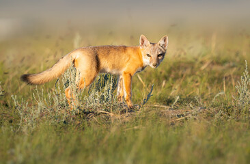 Endangered swift fox in the wild