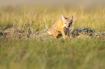 Endangered swift fox in the wild