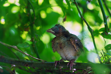 A fledgling Northern Cardinal chick bird standing by the nest