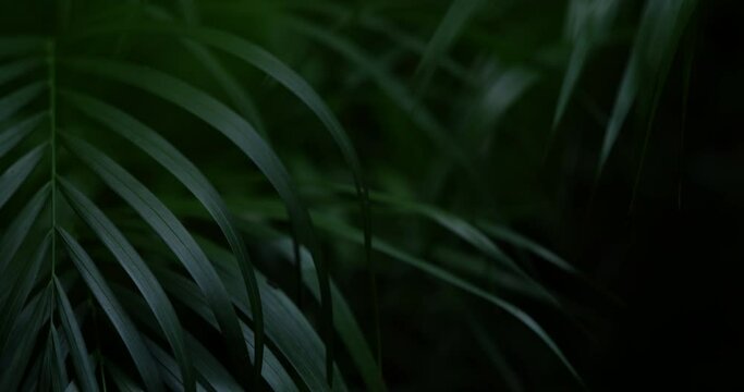 Rich dark ferns hang in a dense lush forest in a Mayan jungle in Mexico