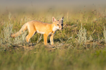 Naklejka na ściany i meble Endangered swift fox in the wild