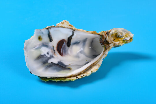 side view oyster shell on blue background