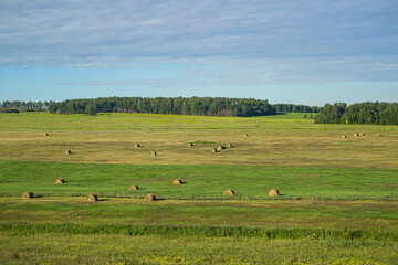 field with hay