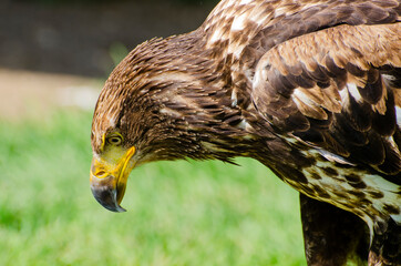 Young Bald Eagle Looks Down