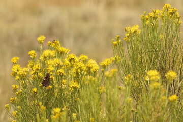 Butterfly sitting on a stand of goldenrod flowers