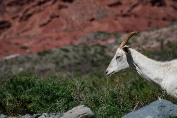 white goat in the mountains