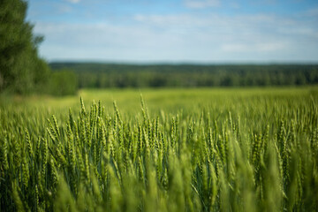 green wheat field