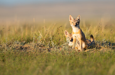 Endangered swift fox in the wild