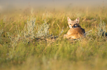 Endangered swift fox in the wild