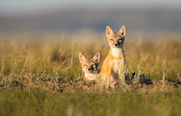 Endangered swift fox in the wild - 374223606