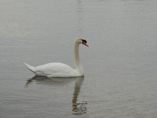 swan
