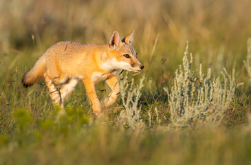 Endangered swift fox in the wild