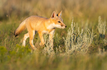 Endangered swift fox in the wild