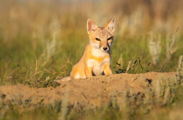 Endangered swift fox in the wild
