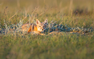 Endangered swift fox in the wild