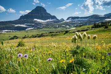 Beargrass flowers at Logan Pass in Glacier National Park on a sunny day, defocused background
