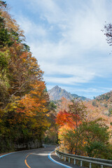 Autumn leaves of  sacred Mount Ishiduchi
