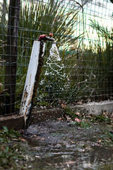 old rusty metal open tap