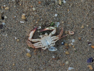 crab belly