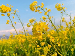 Fototapeta premium field of yellow flowers / 菜の花