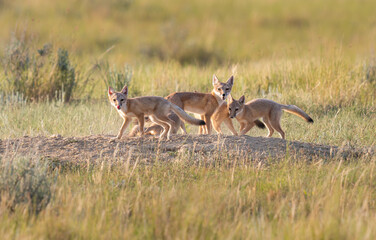 Endangered swift fox in the wild