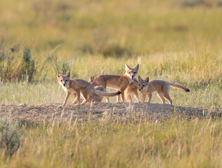 Endangered swift fox in the wild