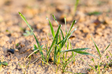 winter wheat covered with ice