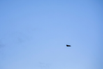 Raven Flying By