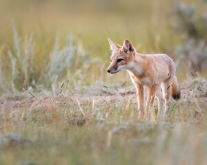 Endangered swift fox in the wild