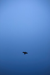 Raven