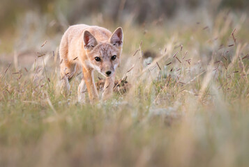 Endangered swift fox in the wild