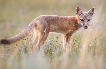 Endangered swift fox in the wild