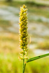 yellow blossom on a meadow