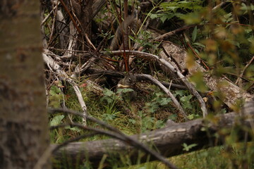 Elusive squirrel hiding and eating in the underbrush