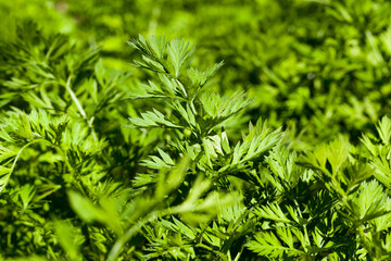 furrows in which carrots