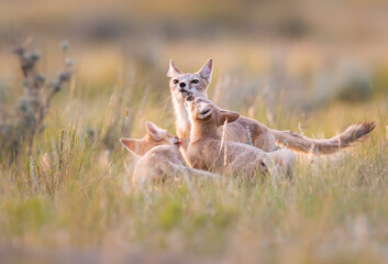 Endangered swift fox in the wild