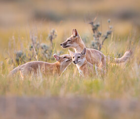 Fototapeta premium Endangered swift fox in the wild