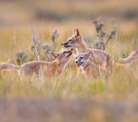 Endangered swift fox in the wild