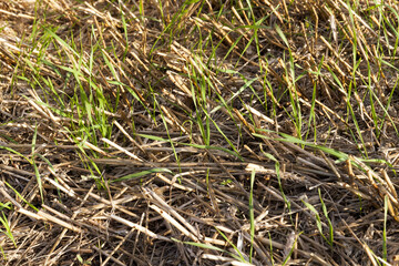 agricultural cereal plants