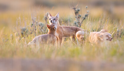 Endangered swift fox in the wild