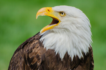 A Bald Eagle Calls