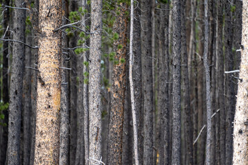 Abstract, selective focus view of pine trees in the Bighorn National Forest in Wyoming. Useful for backgrounds