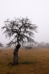 dead tree in the morning
