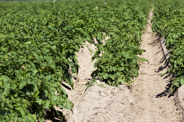Fototapeta na wymiar an agricultural field where potatoes are grown