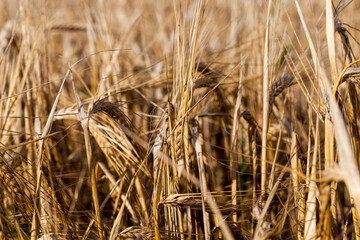 part of an agricultural field