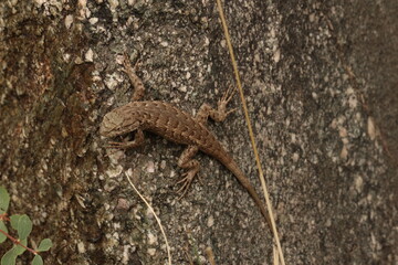 Close up of a lizard on a rock