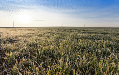 winter wheat covered with ice