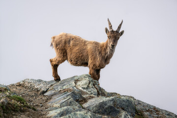 Wild Alpine ibex steinbock female or bouquetin looking at the camera at Gornergrat summit above...