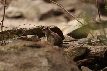 Chipmunk in the leaves and stones