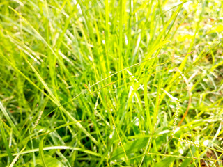 Green grass leaves in the morning As natural background